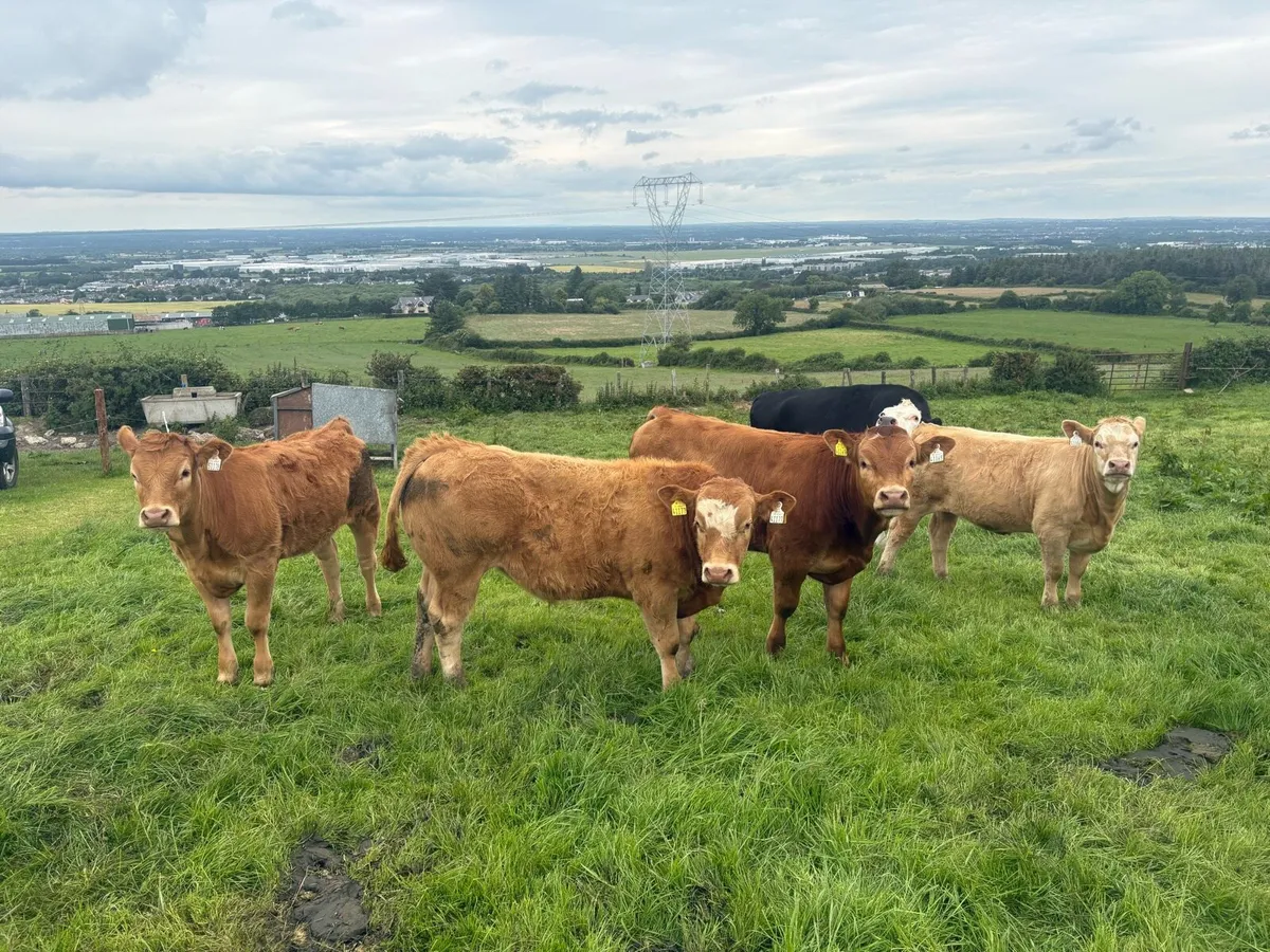 Weanling bulls - Image 2