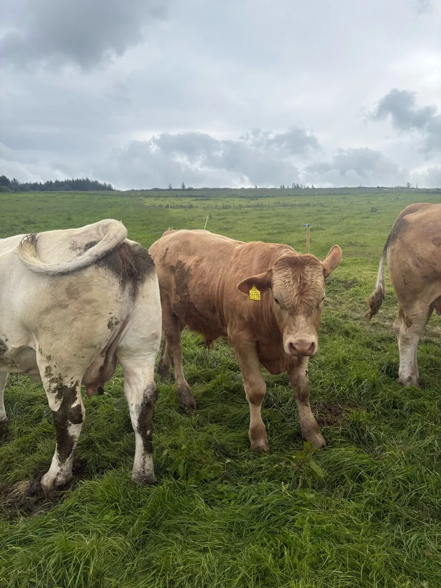 Weanling bulls - Image 3