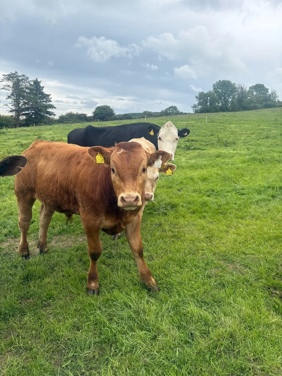 Weanling bulls - Image 4