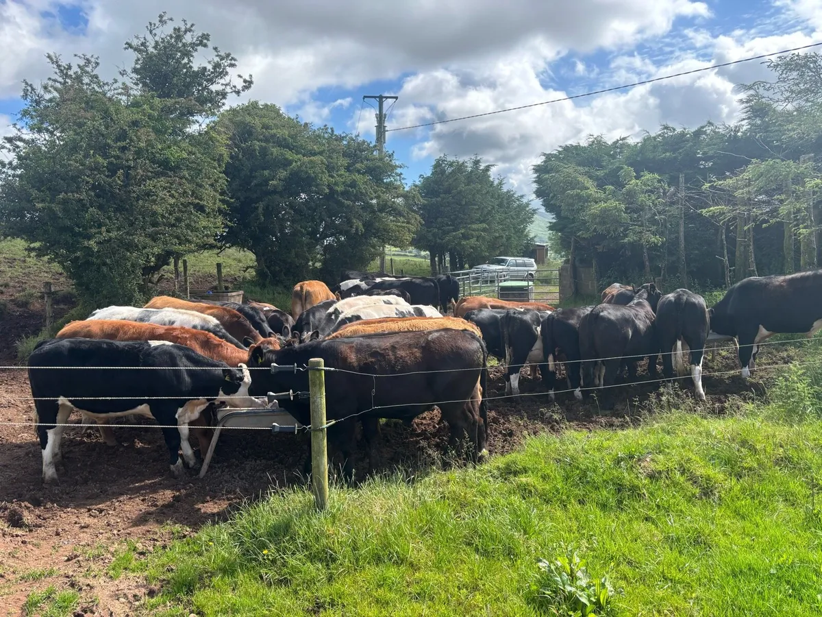AAX & FR & SHX Bullocks in Roscrea Mart Today! - Image 4