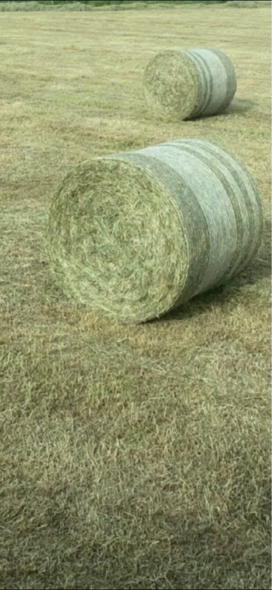 Timothy mix horse hay - Image 1