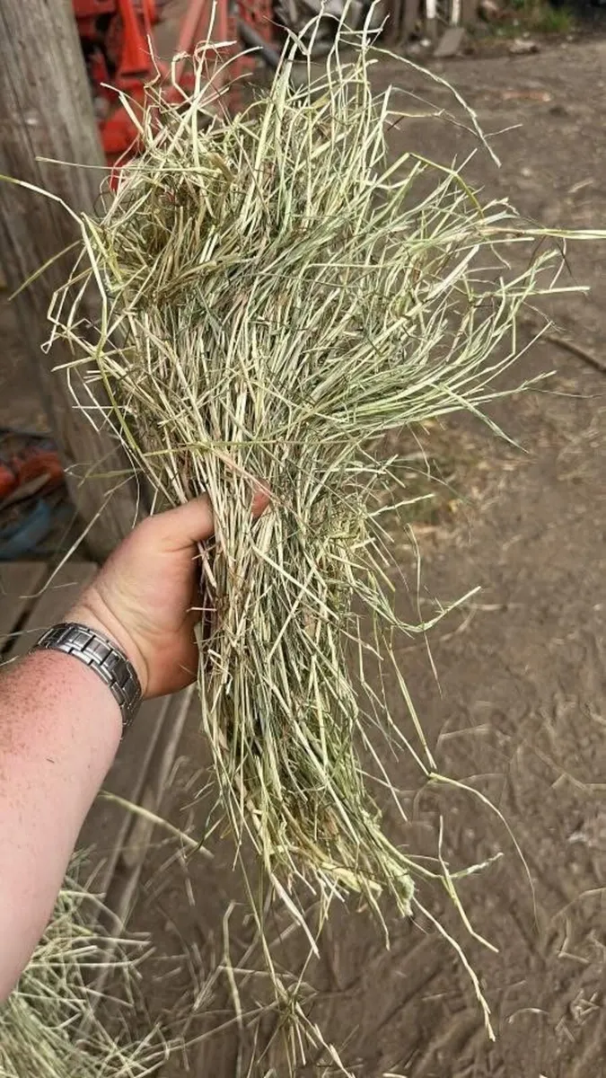Timothy mix horse hay - Image 2