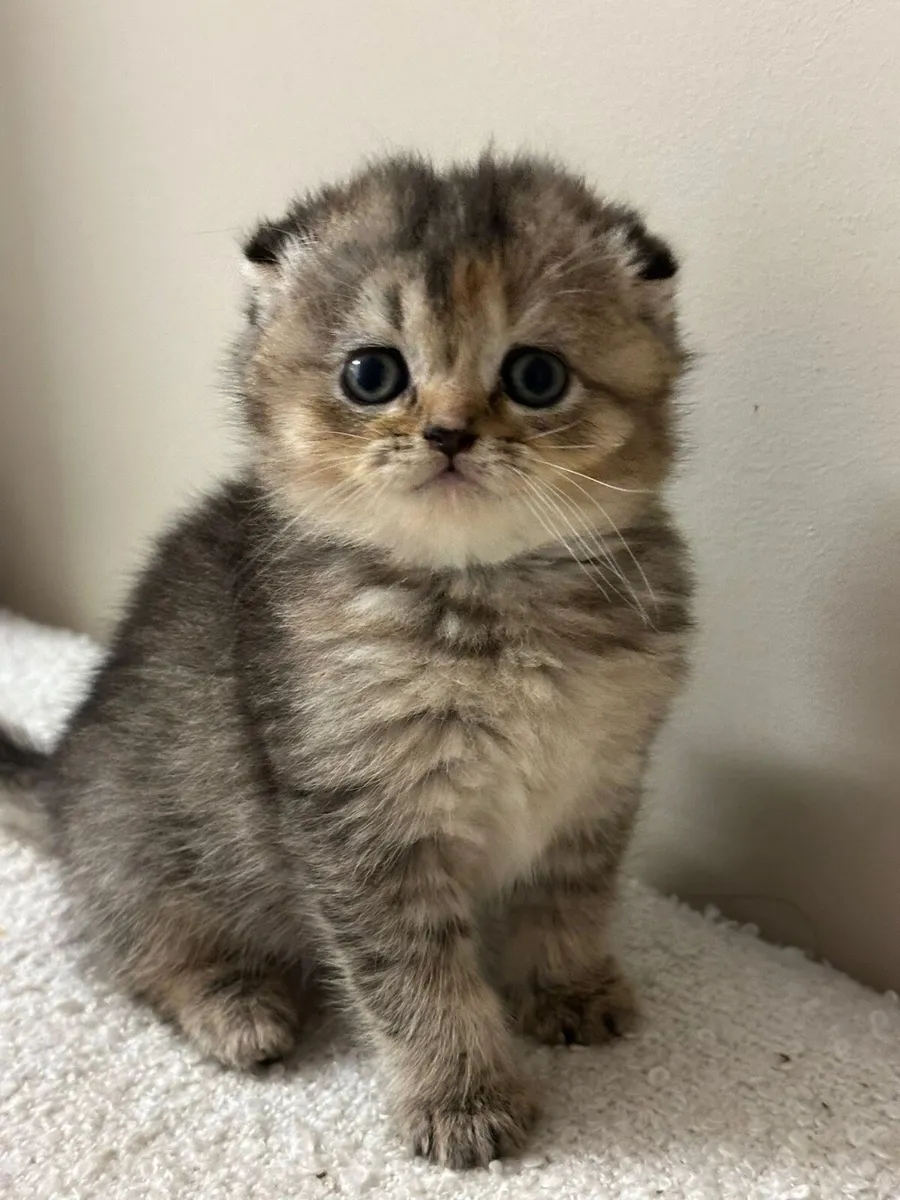 Beautiful Scottish Fold Kitten - Female - Image 1