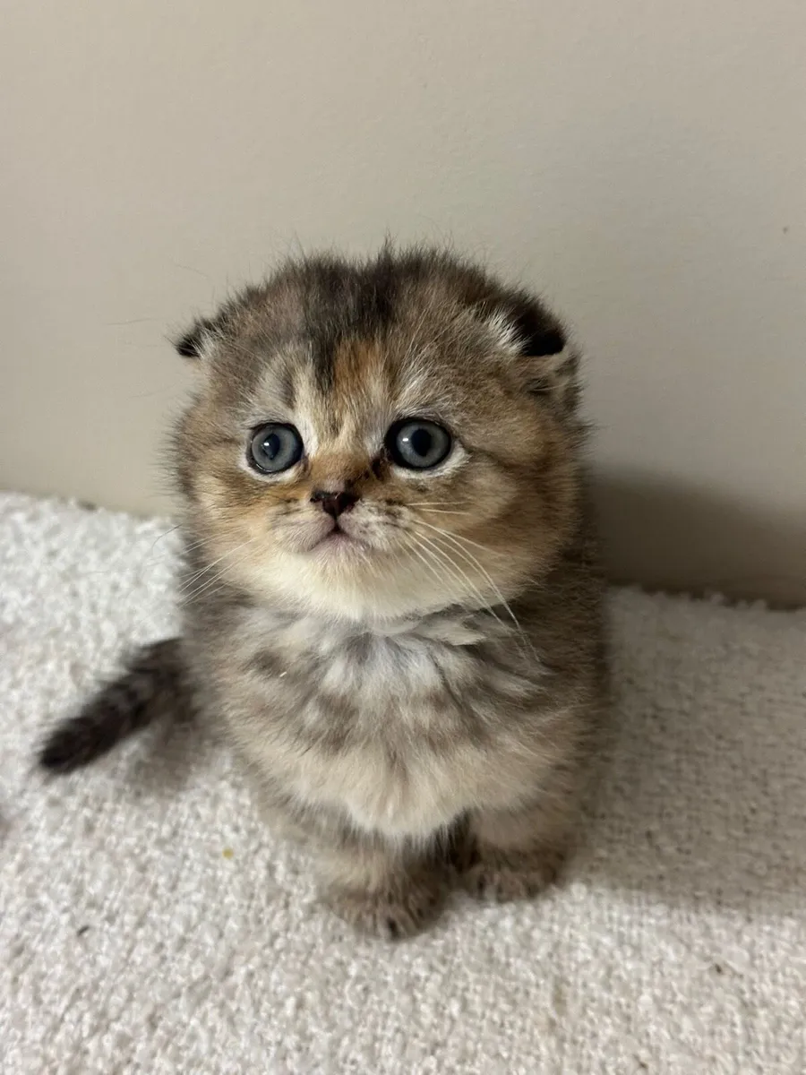 Beautiful Scottish Fold Kitten - Female - Image 2