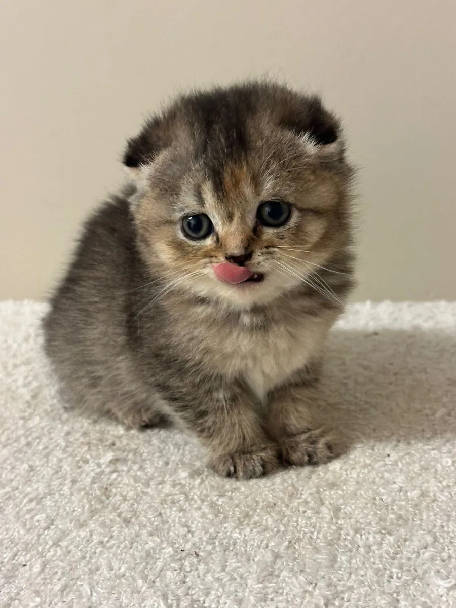 Beautiful Scottish Fold Kitten - Female - Image 3