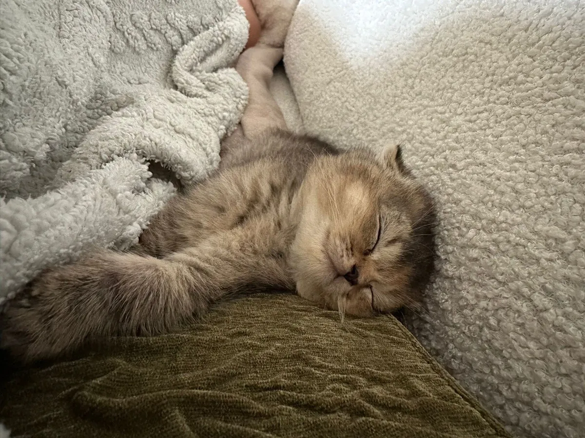Beautiful Scottish Fold Kitten - Female - Image 4