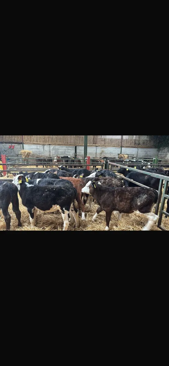 12 Hereford heifers - Image 2