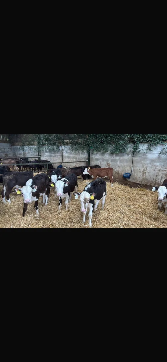 12 Hereford heifers - Image 1