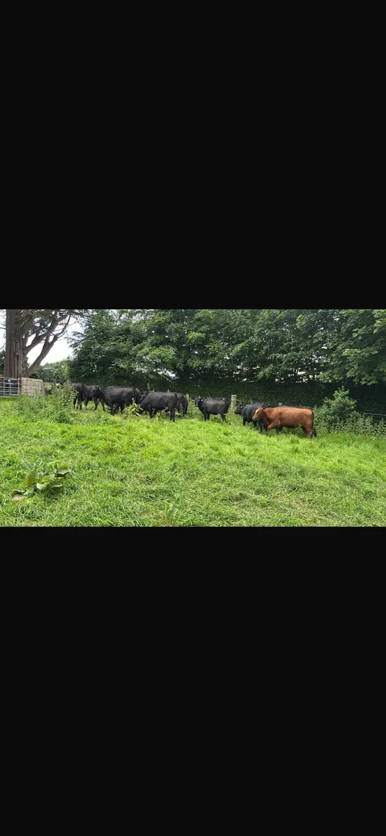 17 Angus heifers - Image 2