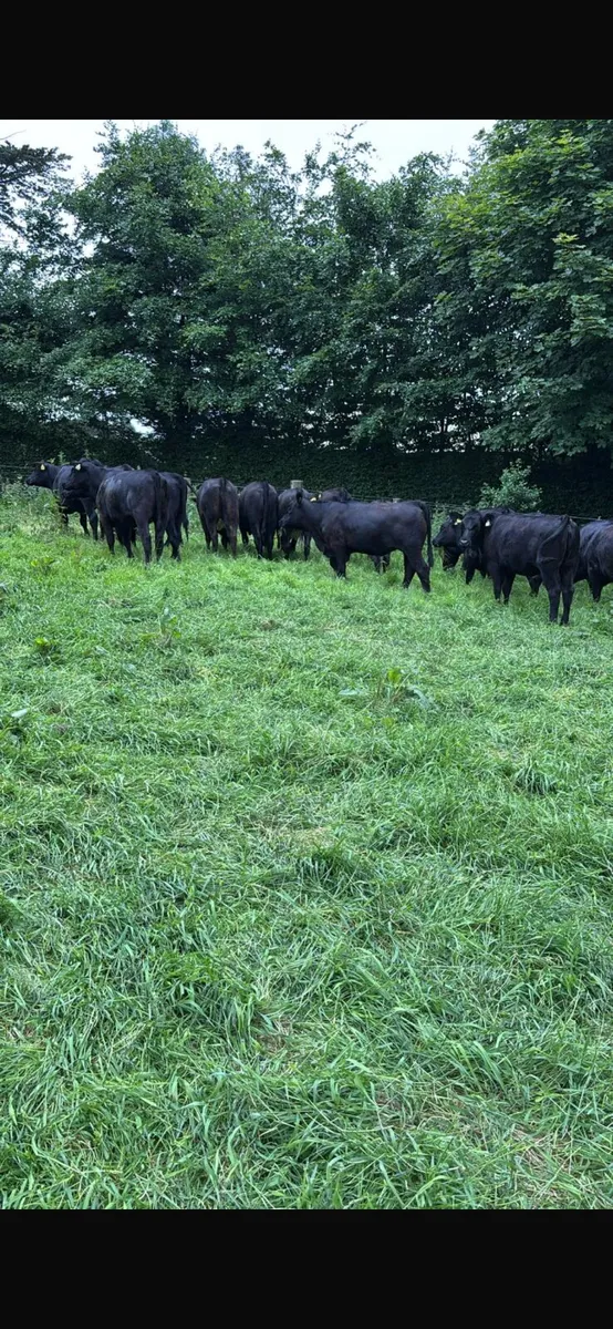 17 Angus heifers - Image 3