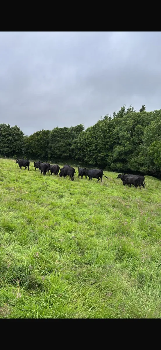 17 Angus heifers - Image 1