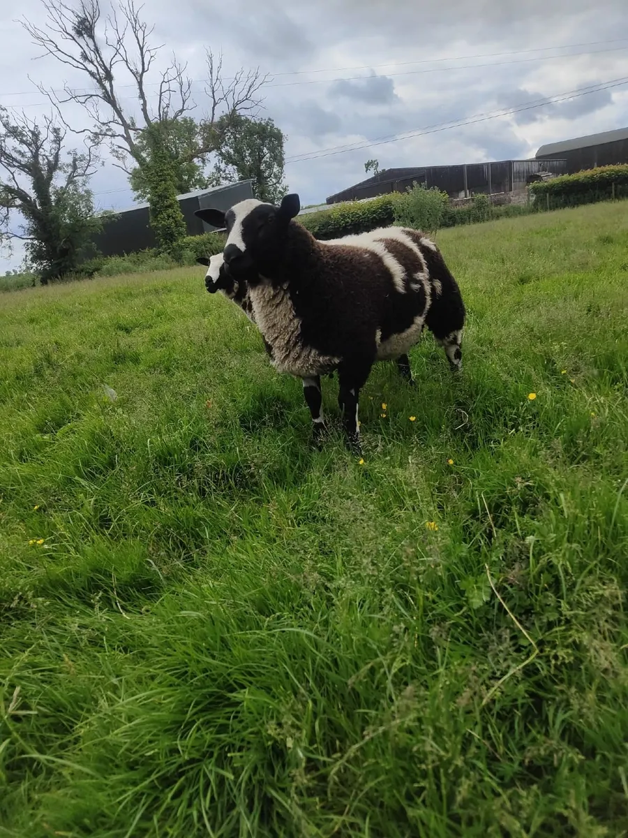 Pedigree dutch spotted tip lambs - Image 1