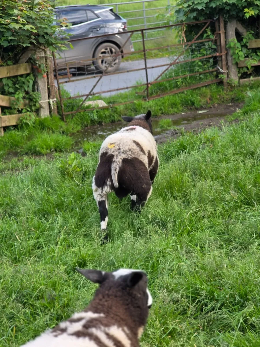 Pedigree dutch spotted tip lambs - Image 3