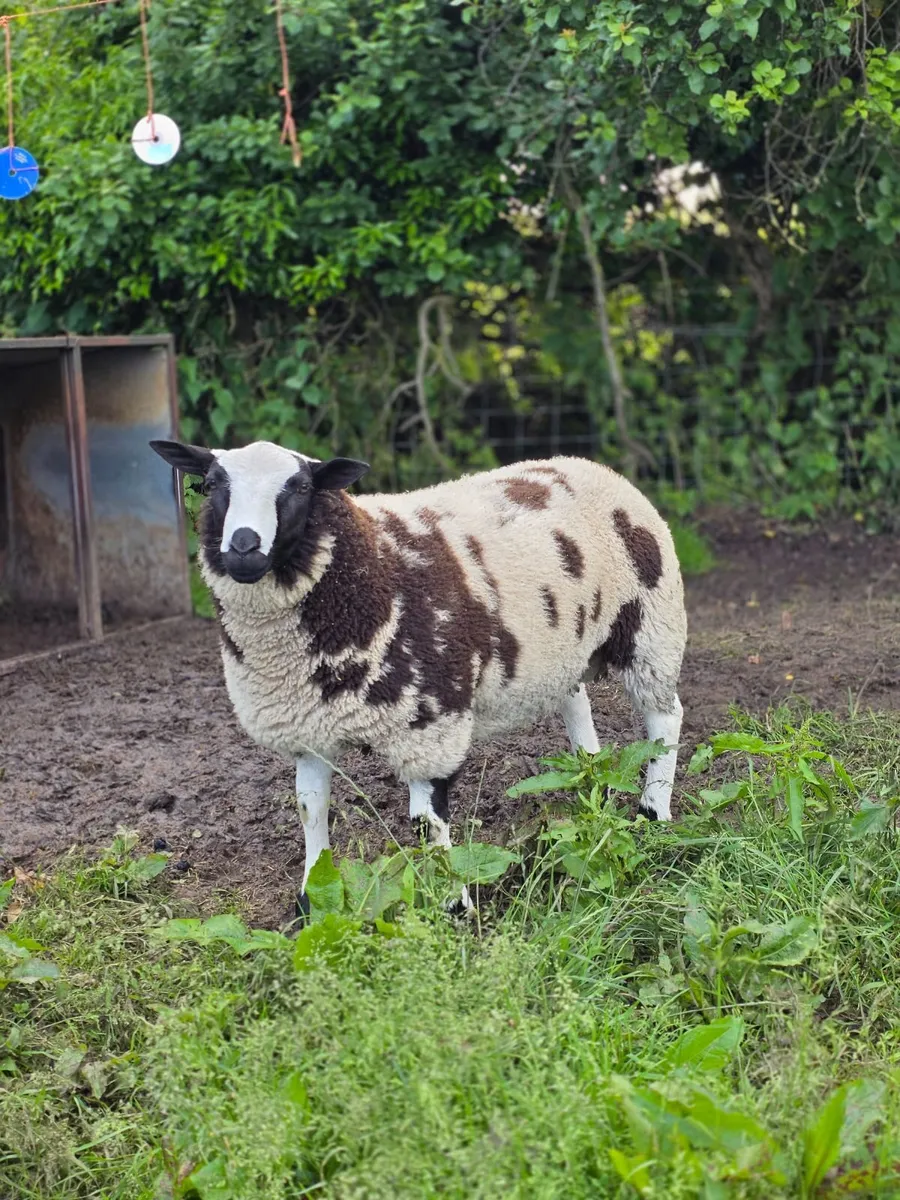 Pedigree dutch spotted tip lambs - Image 4