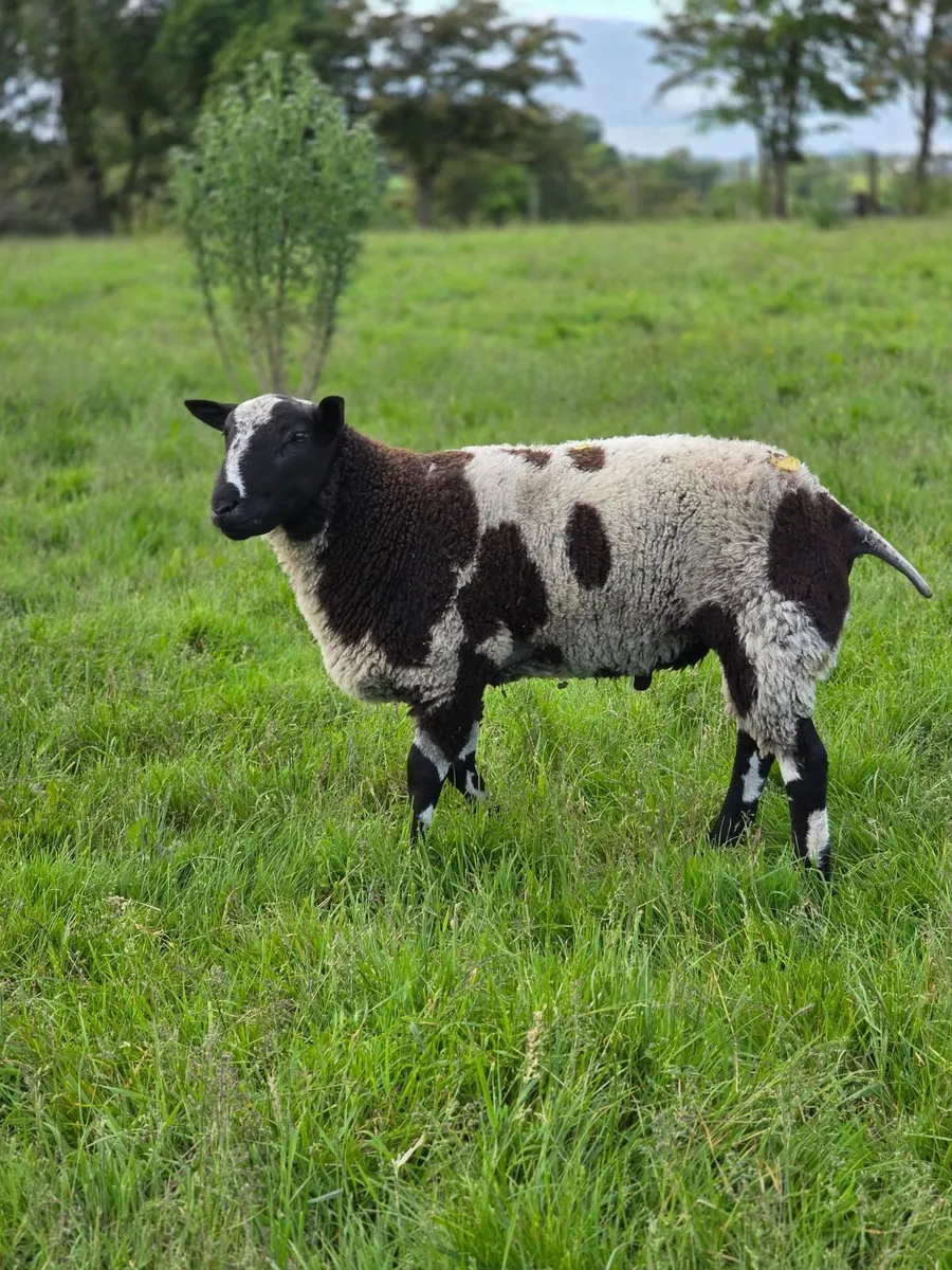 Pedigree dutch spotted tip lambs - Image 4