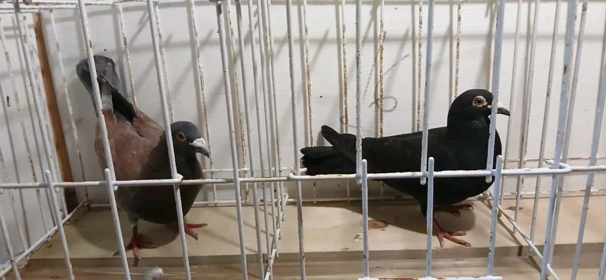 Coloured racing pigeons - Image 4