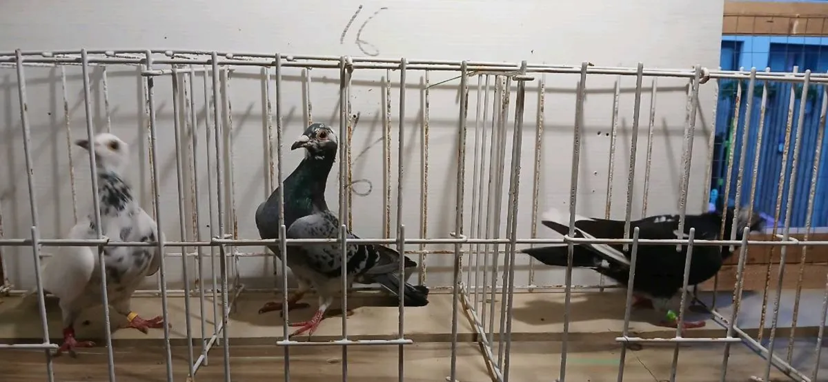 Coloured racing pigeons - Image 1