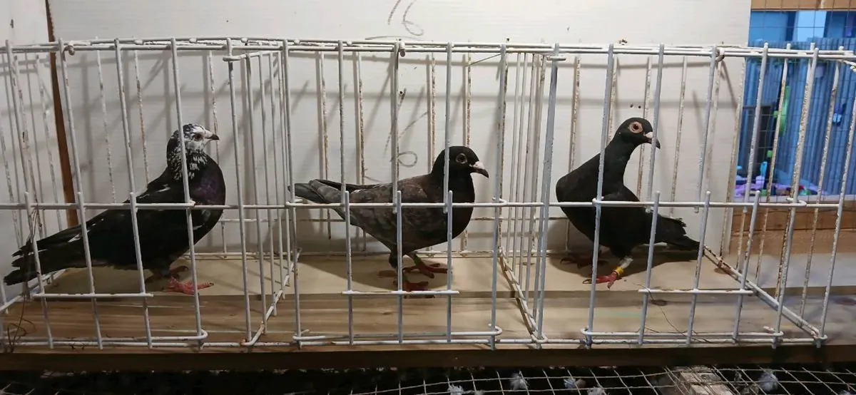 Coloured racing pigeons - Image 2