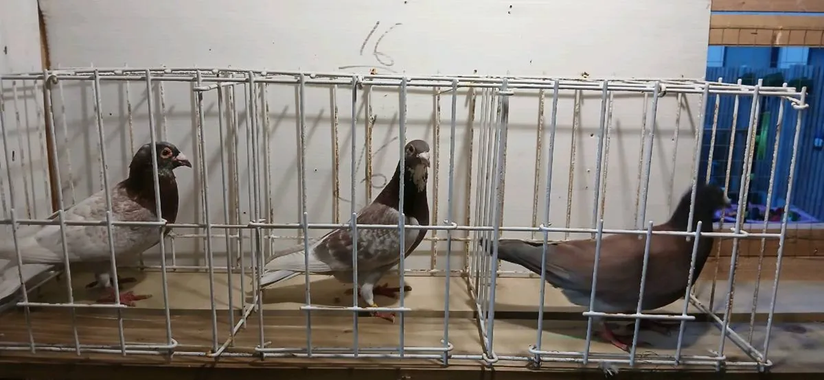 Coloured racing pigeons - Image 3