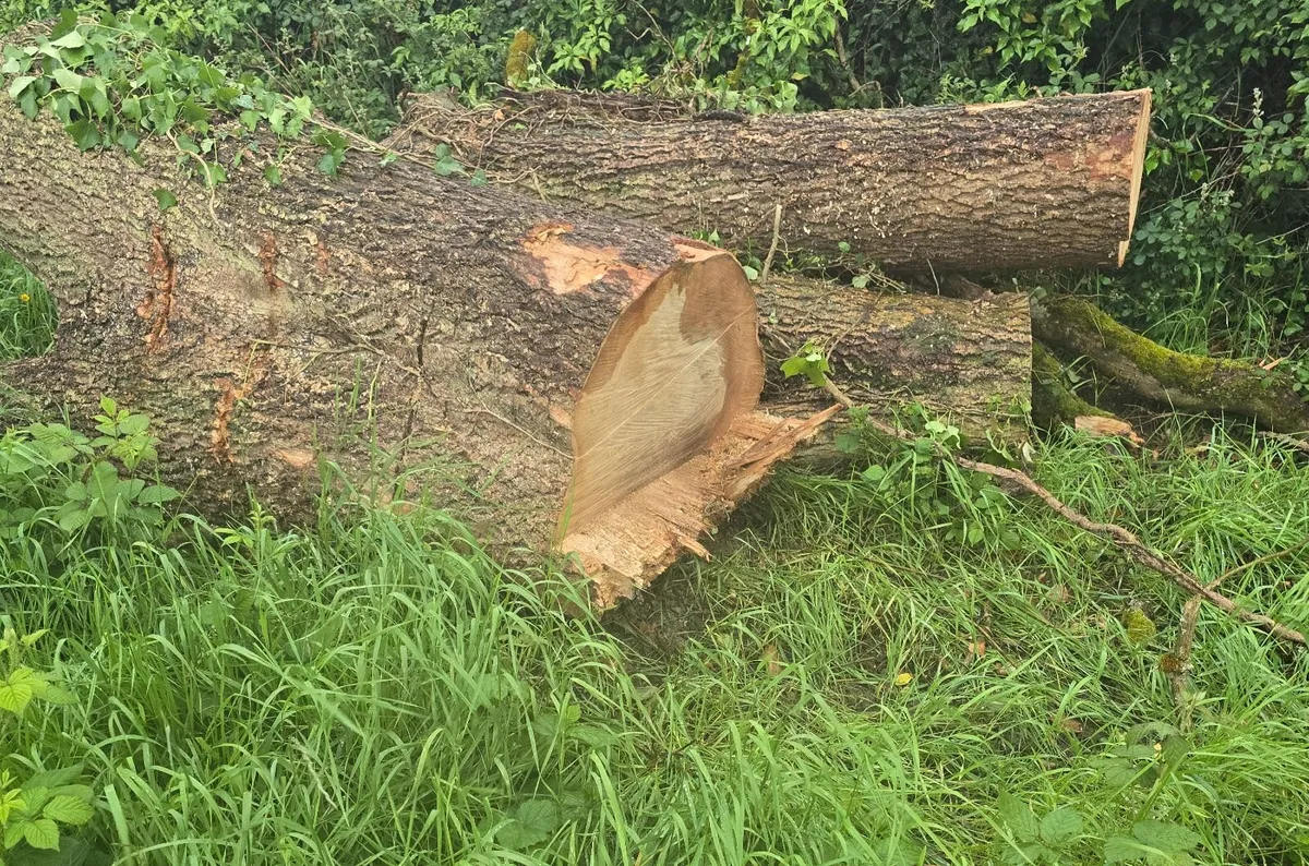 Timber ash logs - Image 4