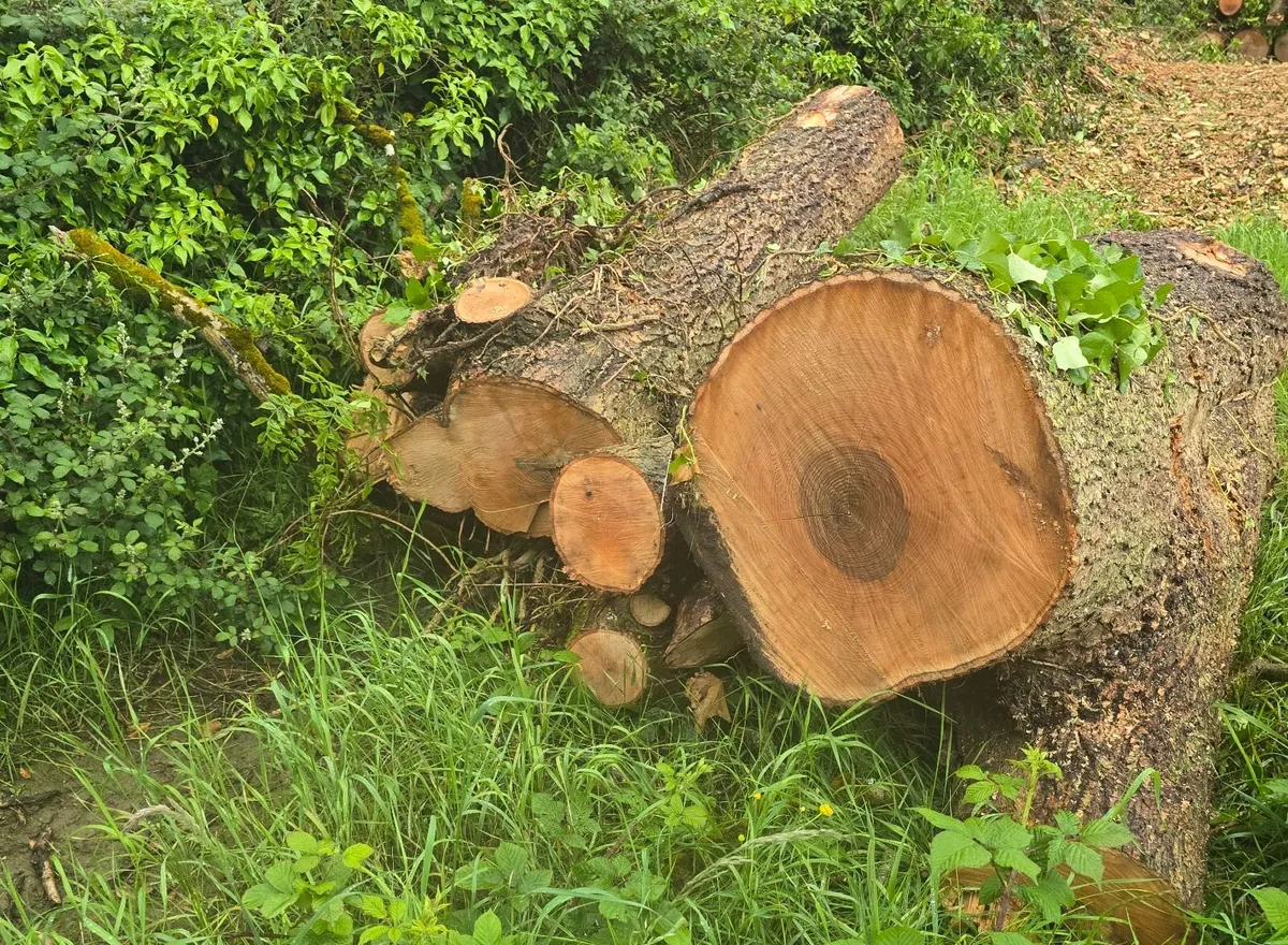 Timber ash logs - Image 1