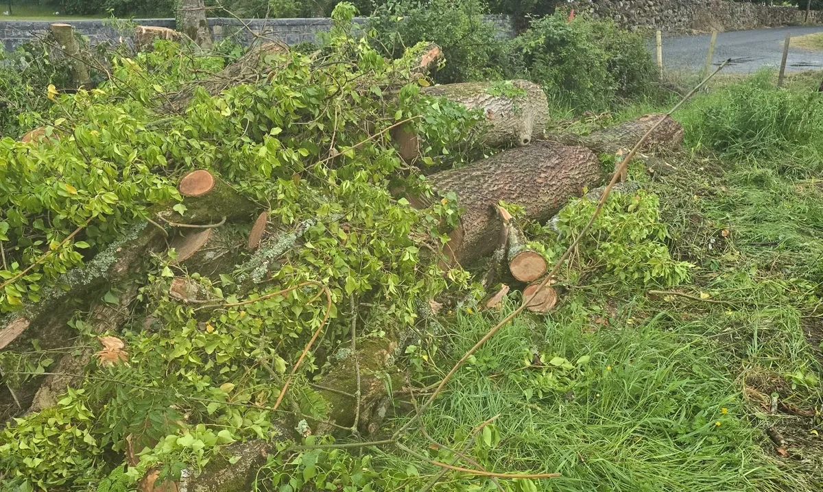 Timber ash logs - Image 2