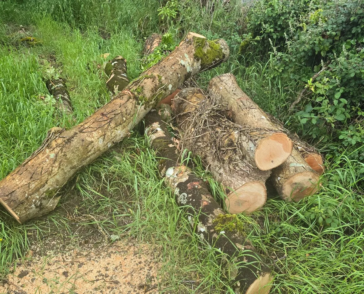 Timber ash logs - Image 3