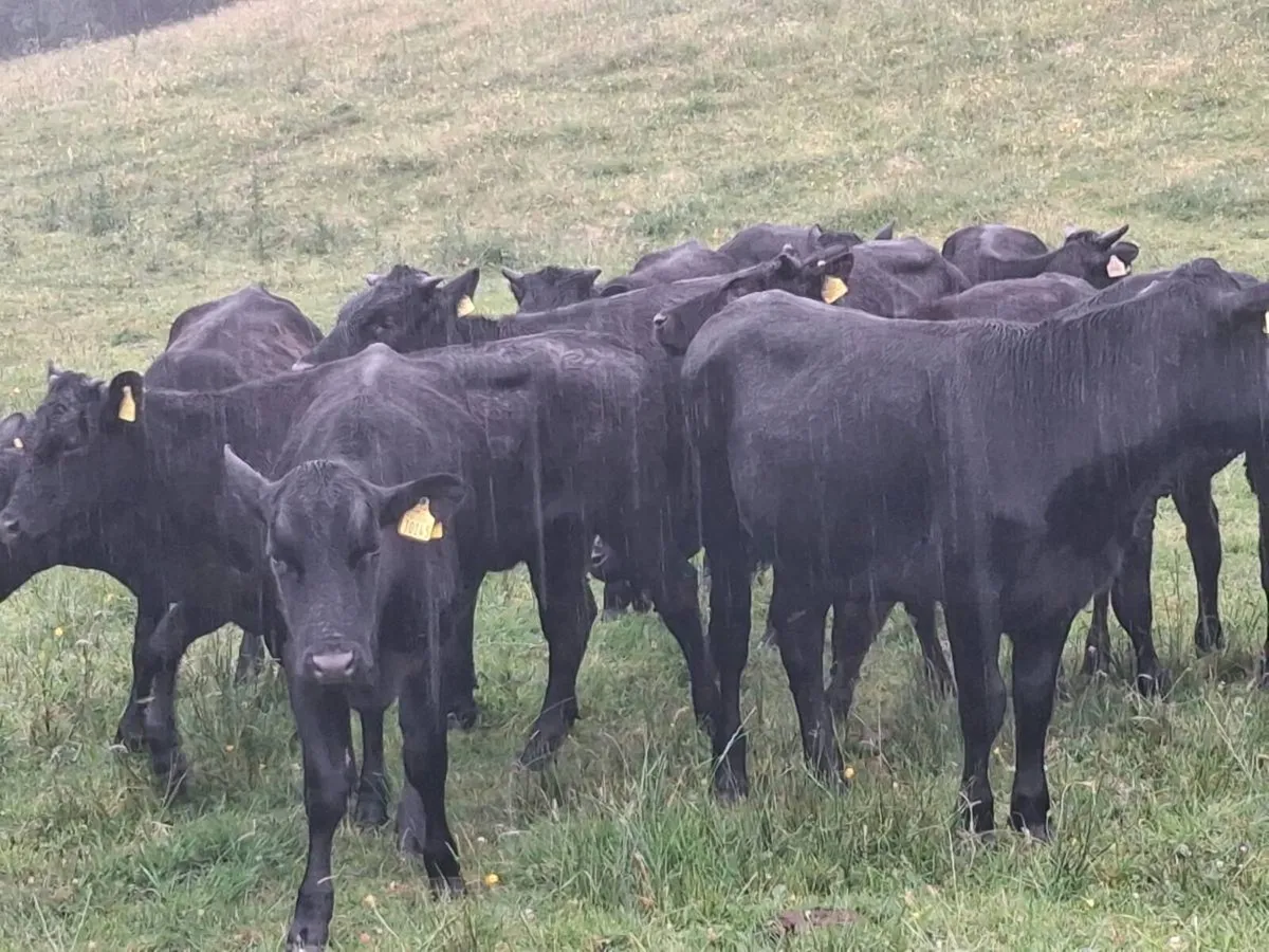 14 STORE HEIFERS FOR SALE - Image 3