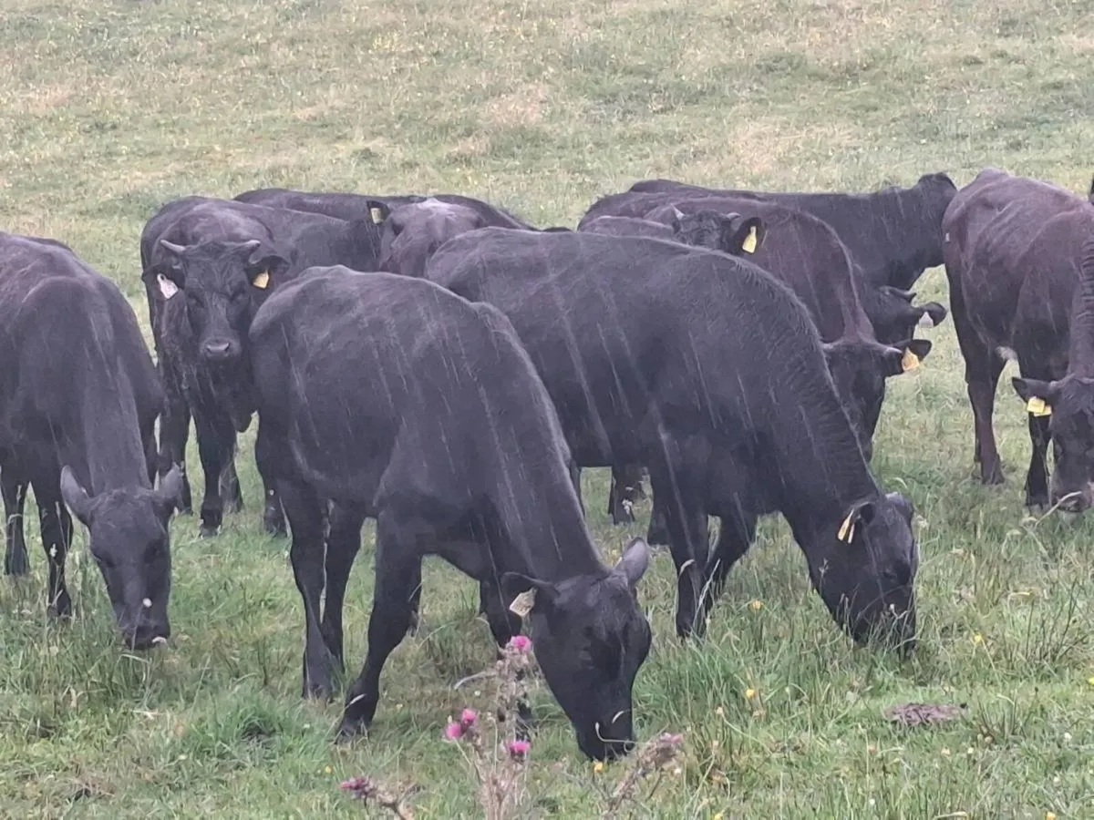 14 STORE HEIFERS FOR SALE - Image 4