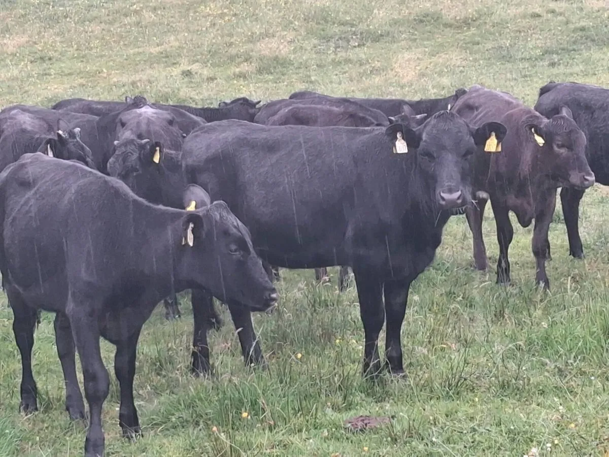 14 STORE HEIFERS FOR SALE - Image 2
