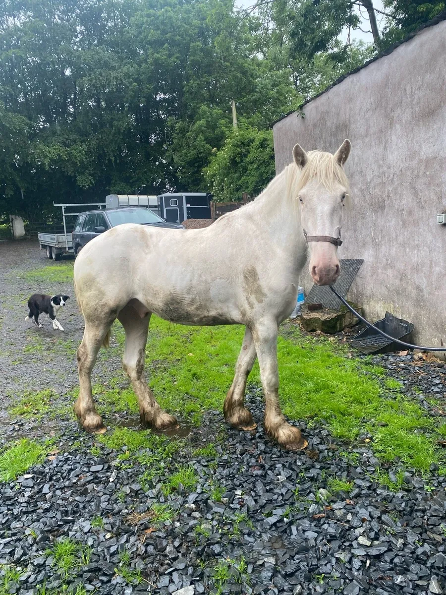 16.1 Cob Gelding - Image 1