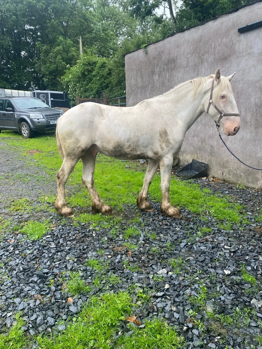 16.1 Cob Gelding - Image 2