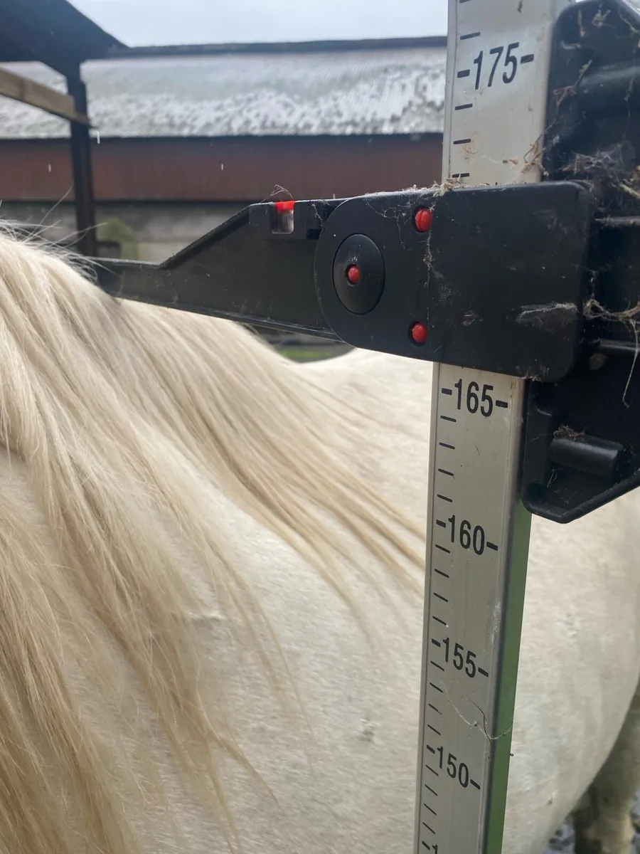 16.1 Cob Gelding - Image 3