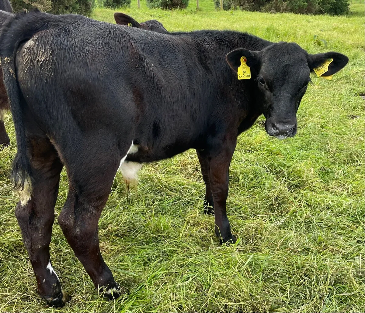 10 smashing AA bull weanlings - Image 1