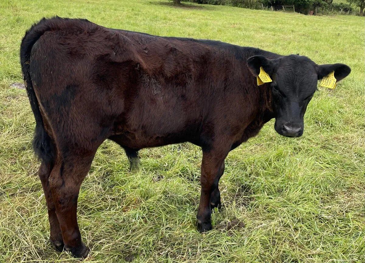 10 smashing AA bull weanlings - Image 3