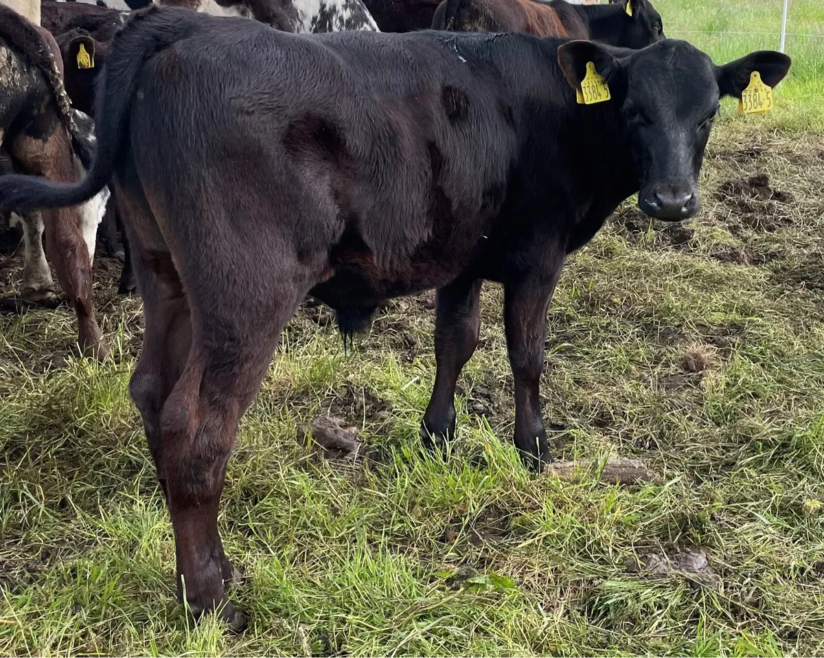 10 smashing AA bull weanlings - Image 4