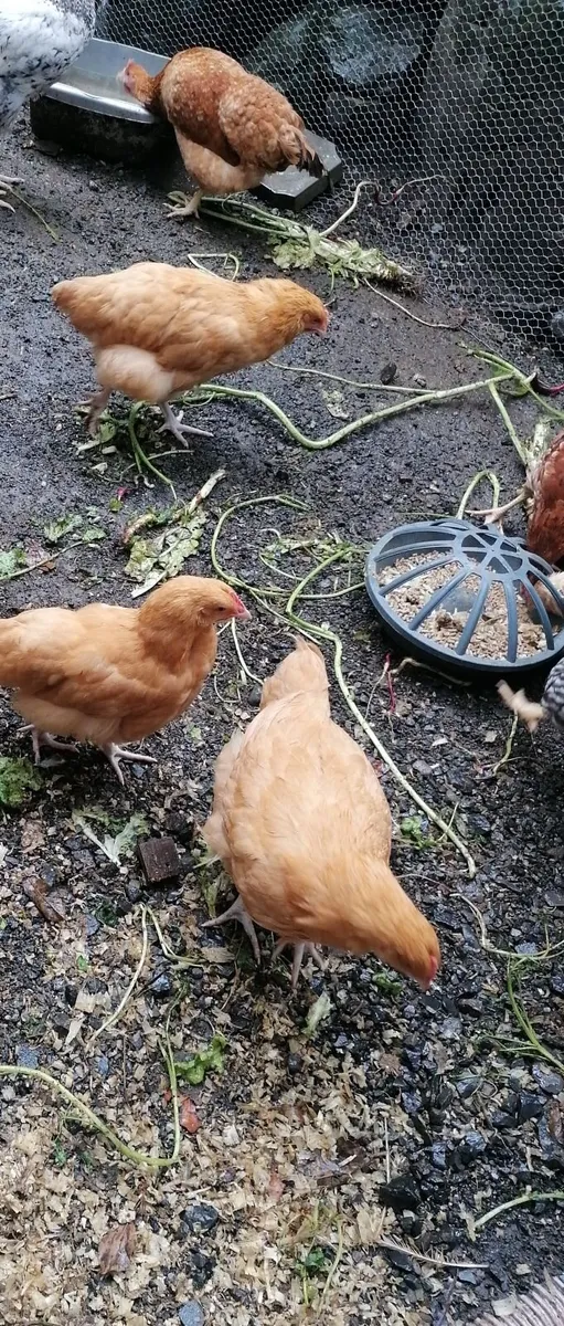 Buff  Orpington Hens - Image 1