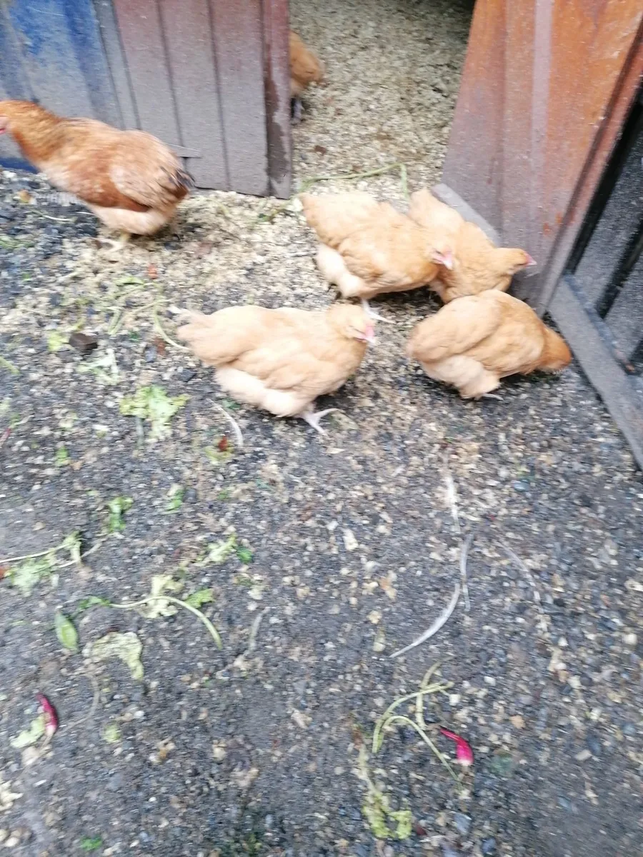 Buff  Orpington Hens - Image 2