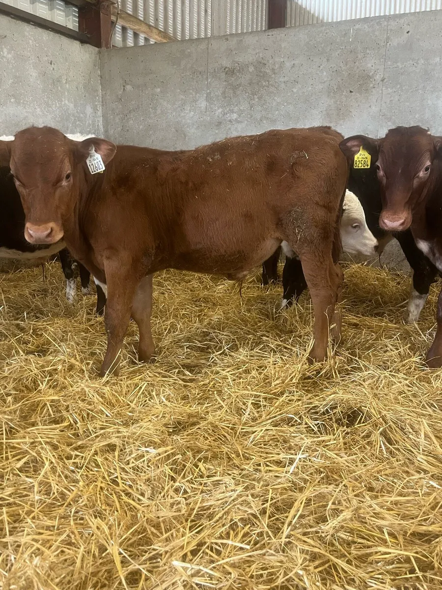 12 Beef Bulls - Image 2