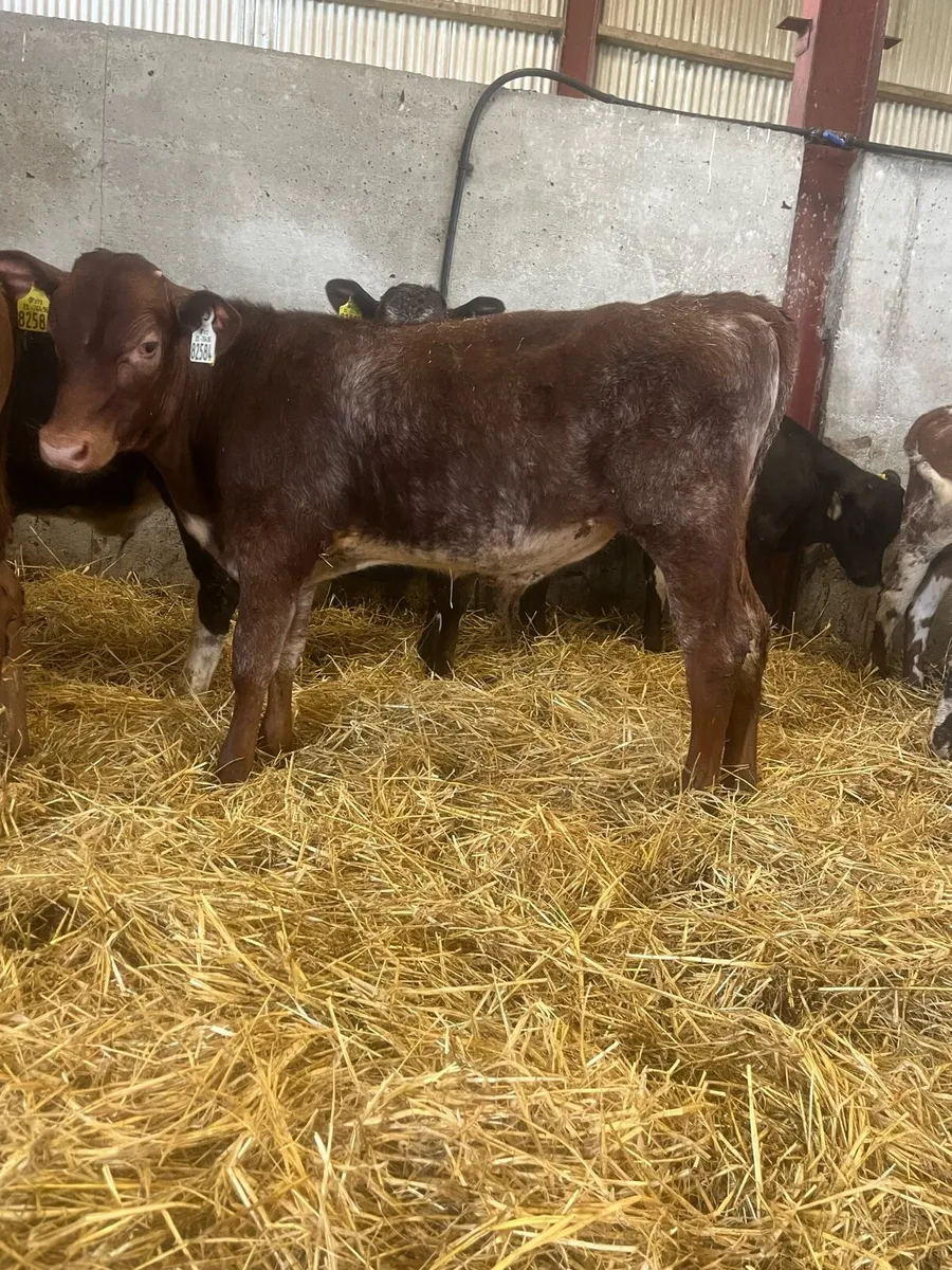 12 Beef Bulls - Image 3