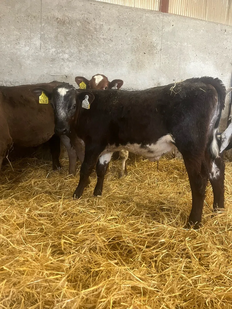 12 Beef Bulls - Image 4