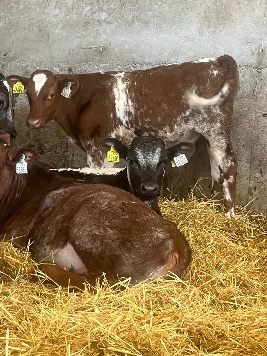 12 Beef Bulls - Image 1