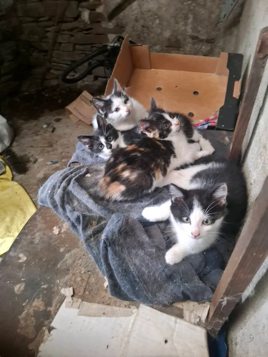 Kittens