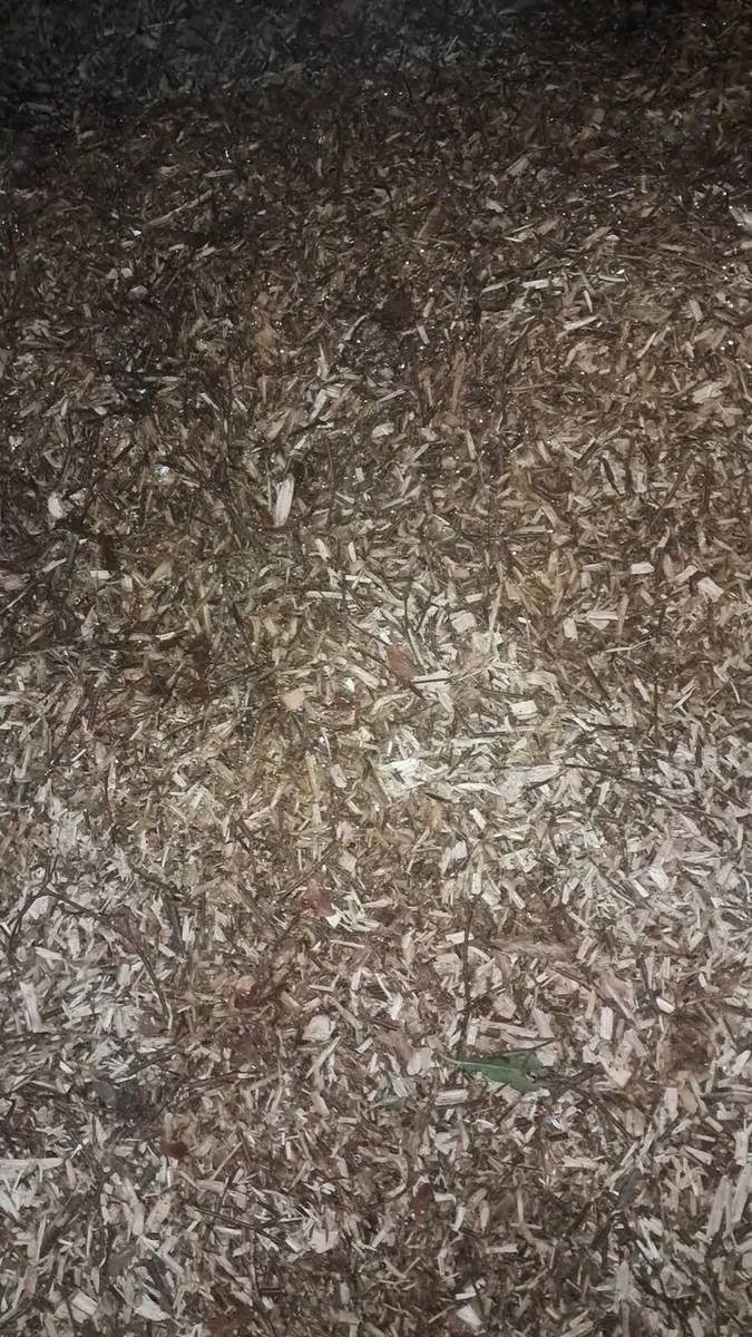 Woodchip - Image 1