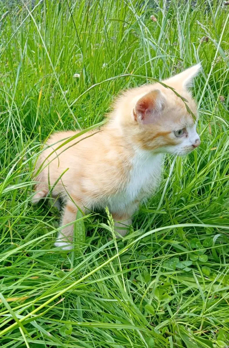 Kittens - Image 3
