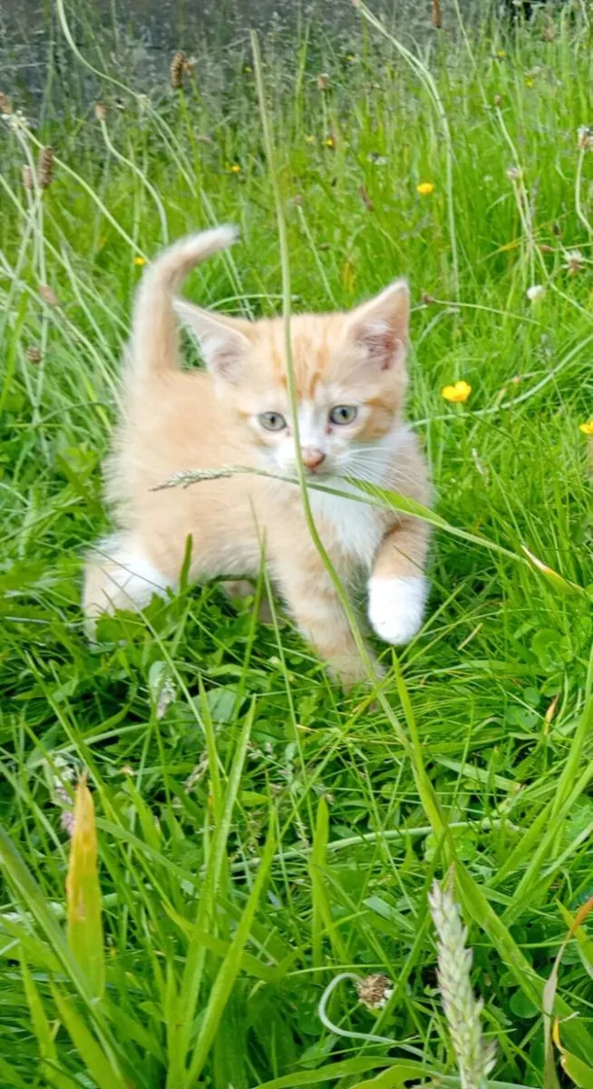Kittens - Image 4