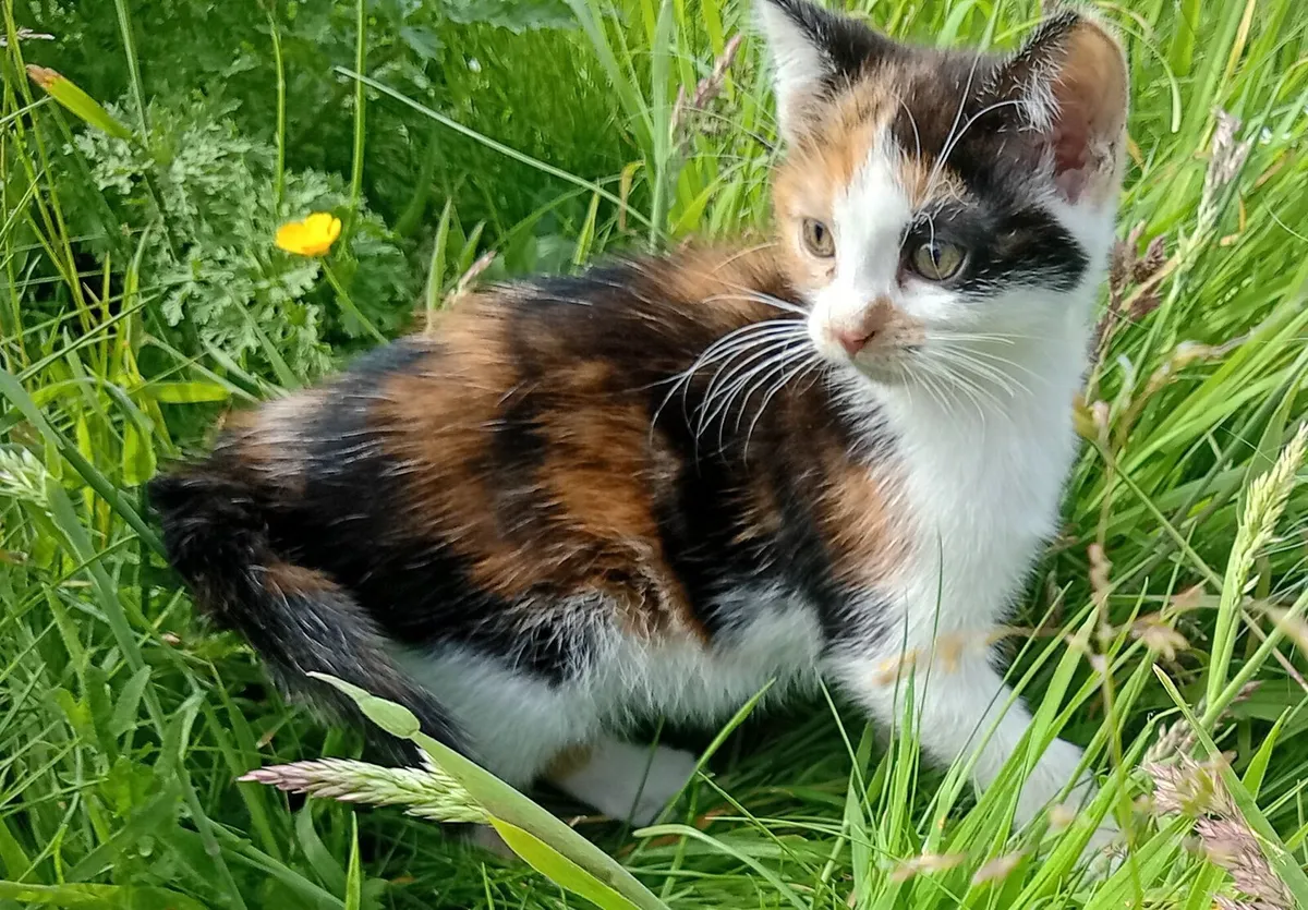 Kittens - Image 2