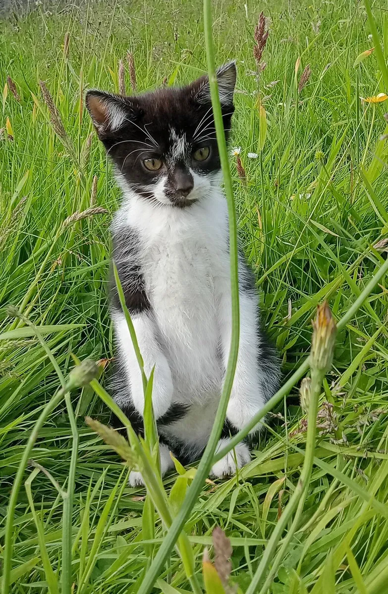 Kittens - Image 1