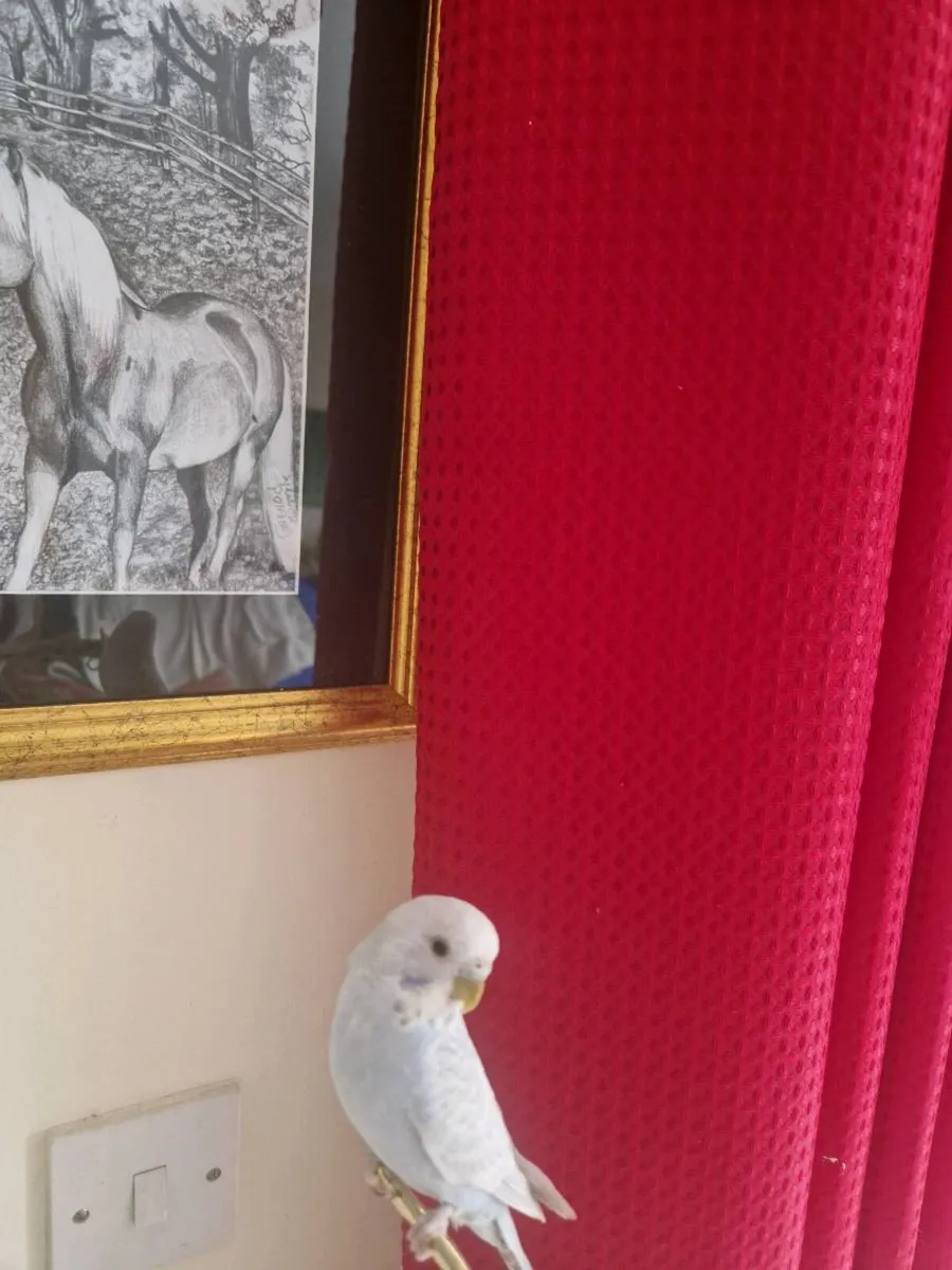 Bird box cage transport budgie also - Image 1