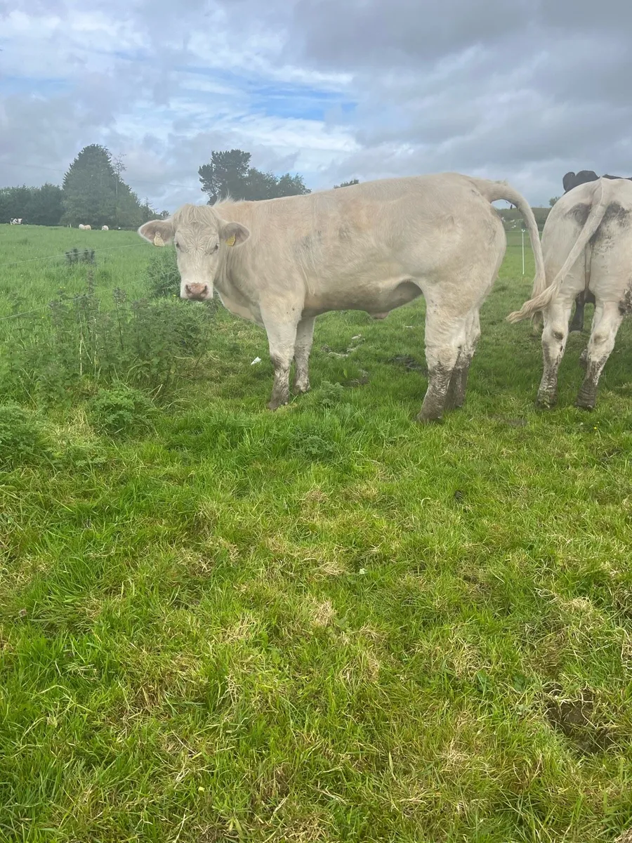 Pedigree Charlaois heifers - Image 1